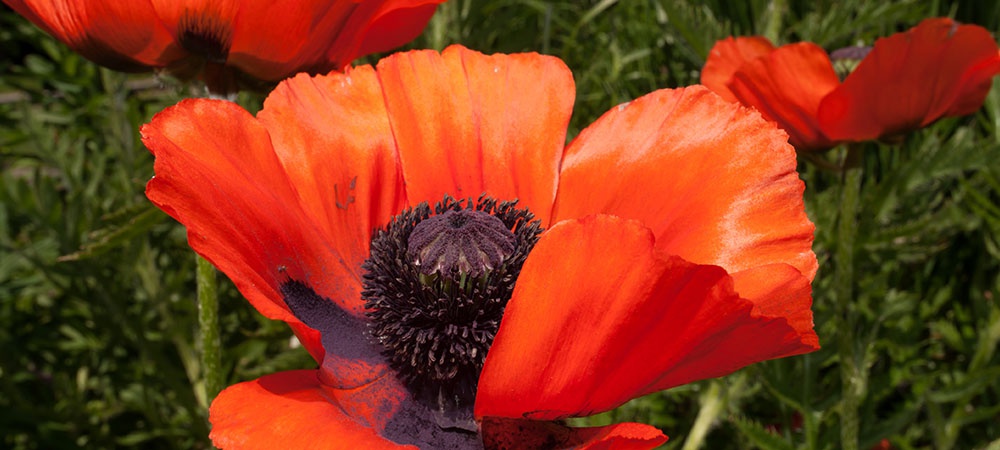 poppy relatives